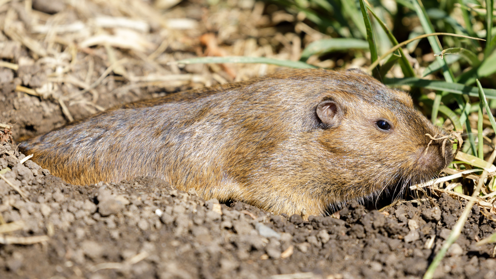 gnaver-landmand-taskegofer