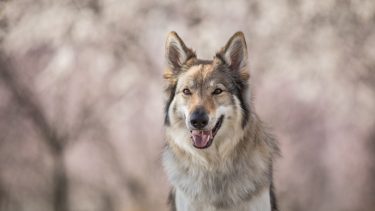 ulvehund ulv hund genetik ophav gensekventering genom kortlagt to populationer centralasien mellemøsten