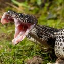 klapperslange crotalus horridus rattle snake william marty martin død