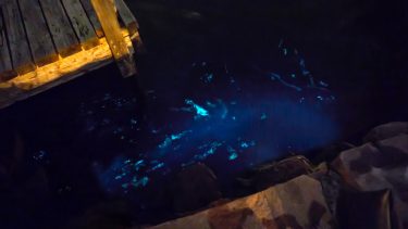 morild sverige furealge noctiluca scintillans