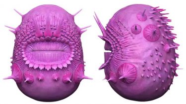 saccorhytus coronarius havdyr intet anus røvhul numsehul dyr uden