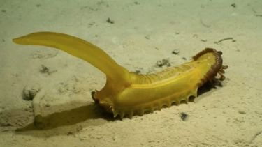 bananpølse vingummi egern søpølse