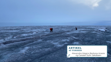 indlandsis_sort_alger_smelter_smeltning_isafsmeltning_klimaforandringer_klimakrise
