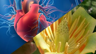 Naturmedicin lovende kur mod ellers uhelbredelig hjertesygdom, der særligt rammer unge
