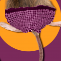 Rotte med underbukser på. Ig nobel forsøg