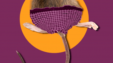 Rotte med underbukser på. Ig nobel forsøg