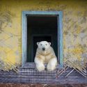 isbjørn vindue rusland
