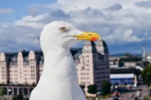 Nærbillede af en måge med et gult næb og en baggrund af slørede bybygninger under en delvis overskyet himmel.