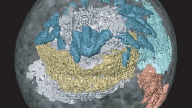 3D-model af et embryo af en forhistorisk fætter til penisormen - det gule område viser hjernen