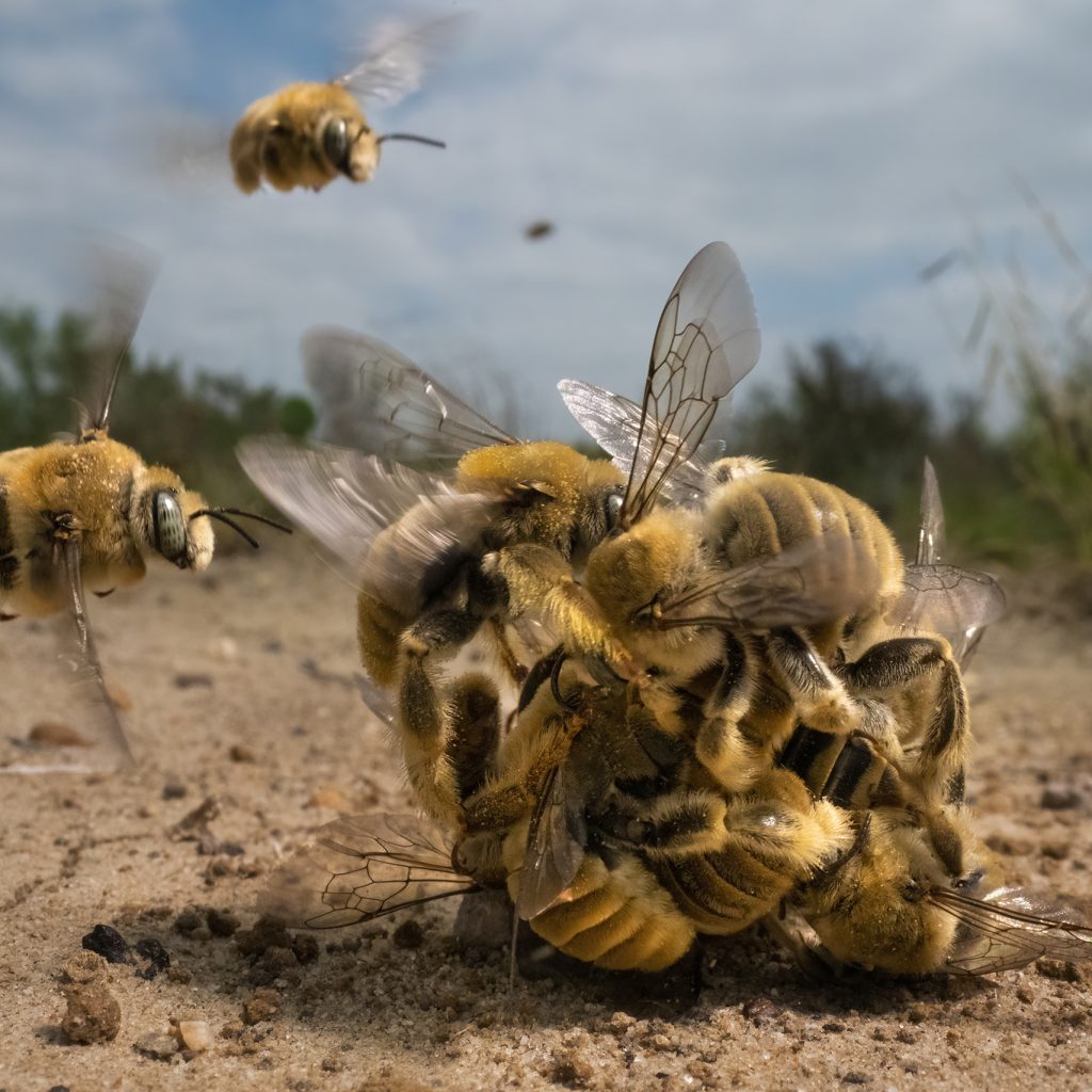 The Big Buzz  - Karine Aigner