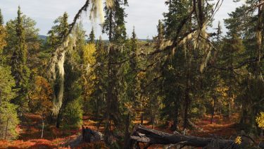 Natur-skov-svenske-skove