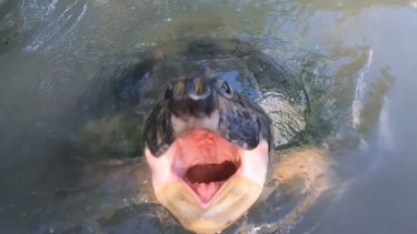 skildpadde åbner munden