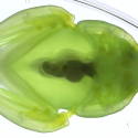 gennemsigtig glasfrø fra laboratorie