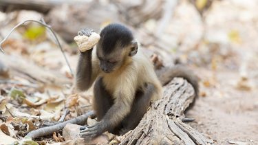 Capuchin-abe bruger en sten som redskab