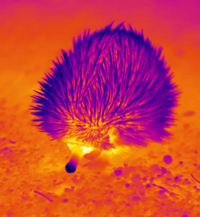 Myrepindsvin tachyglossus aculeatus infrarødt foto