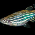 En zebrafisk der svømmer