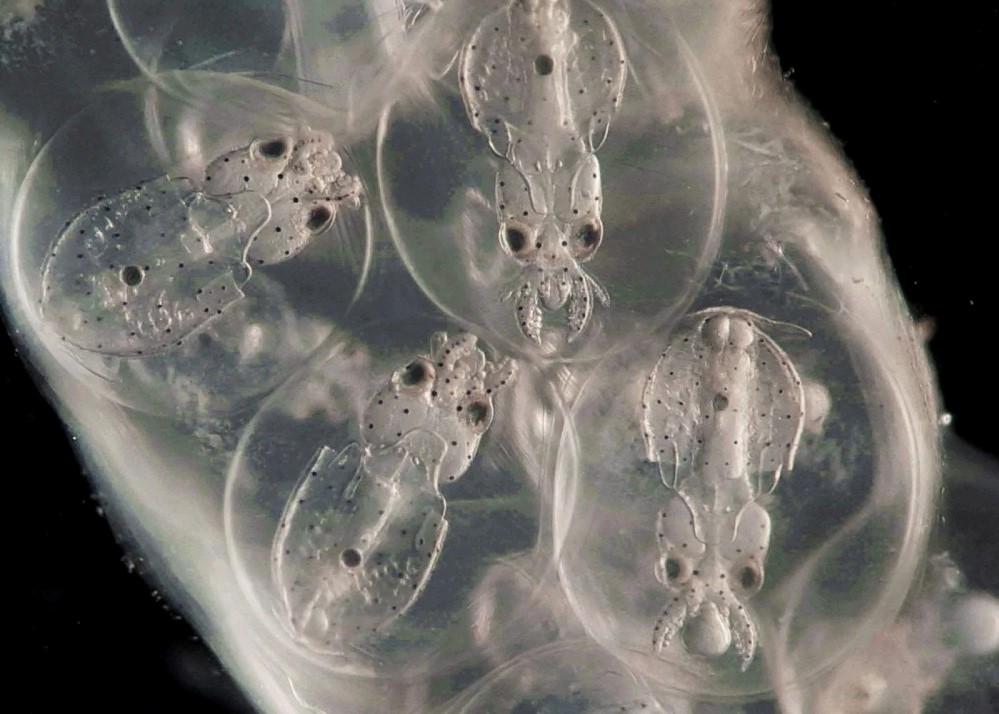 fostre fra en blæksprutte i deres æggesække