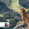 Smuk golden retriver ser ud over landskab