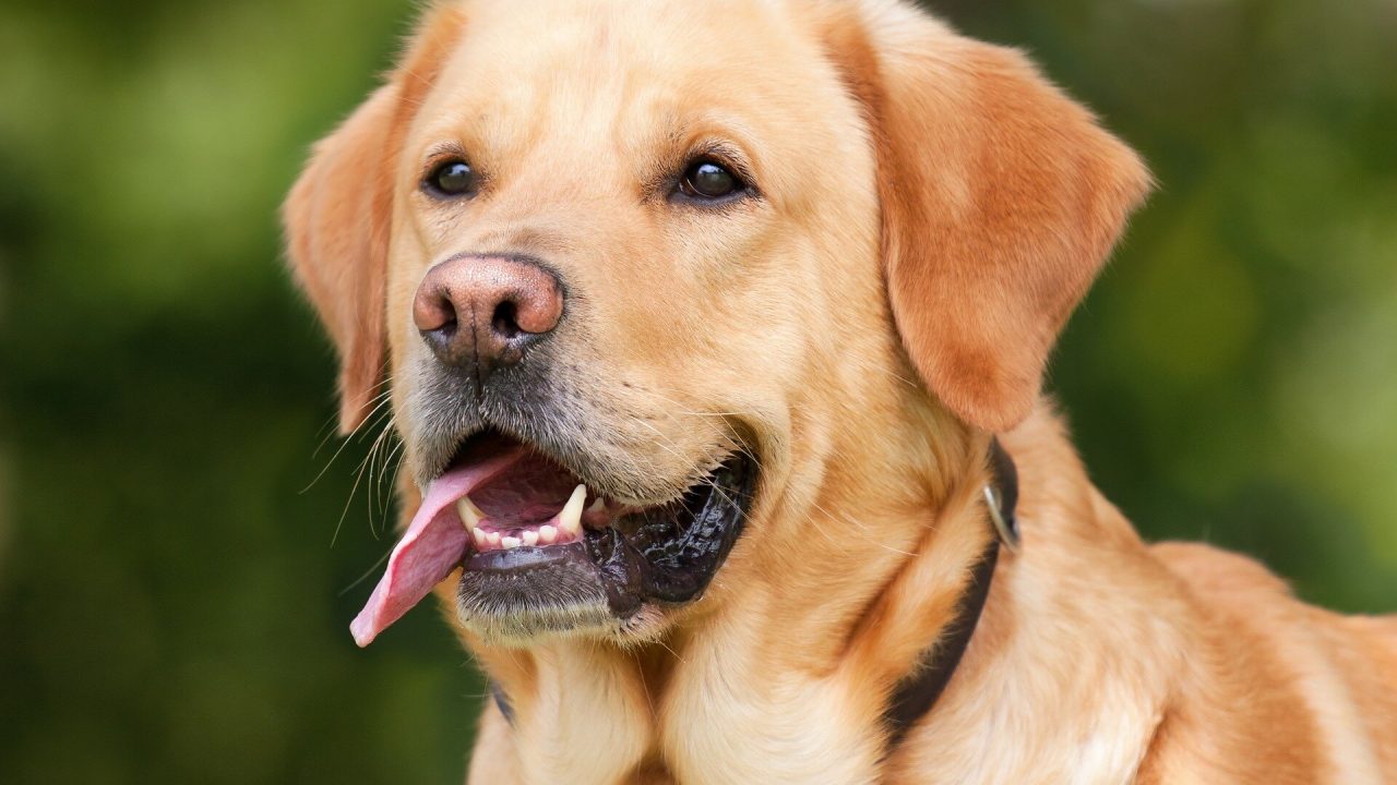 Glad hund med tungen halv ude af munden