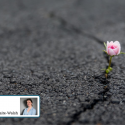 Lille lyserød blomst vokser gennem en revne i asfalten