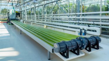 Wageningen, Holland: Algeanlæg til produktion af bæredygtig alternativ biomasse til fremstilling af brændstof, olie og protein