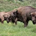 Bisonokser græsser i det fri