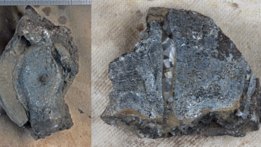 Fossile rester af fiskeøgler ichthyosaurer
