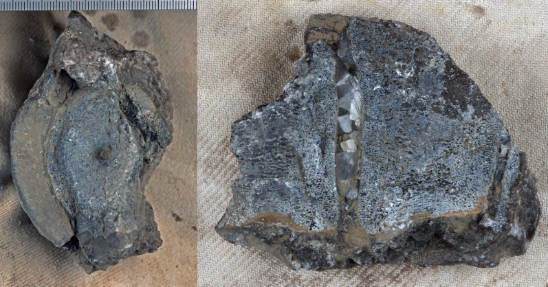 Fossile rester af fiskeøgler ichthyosaurer