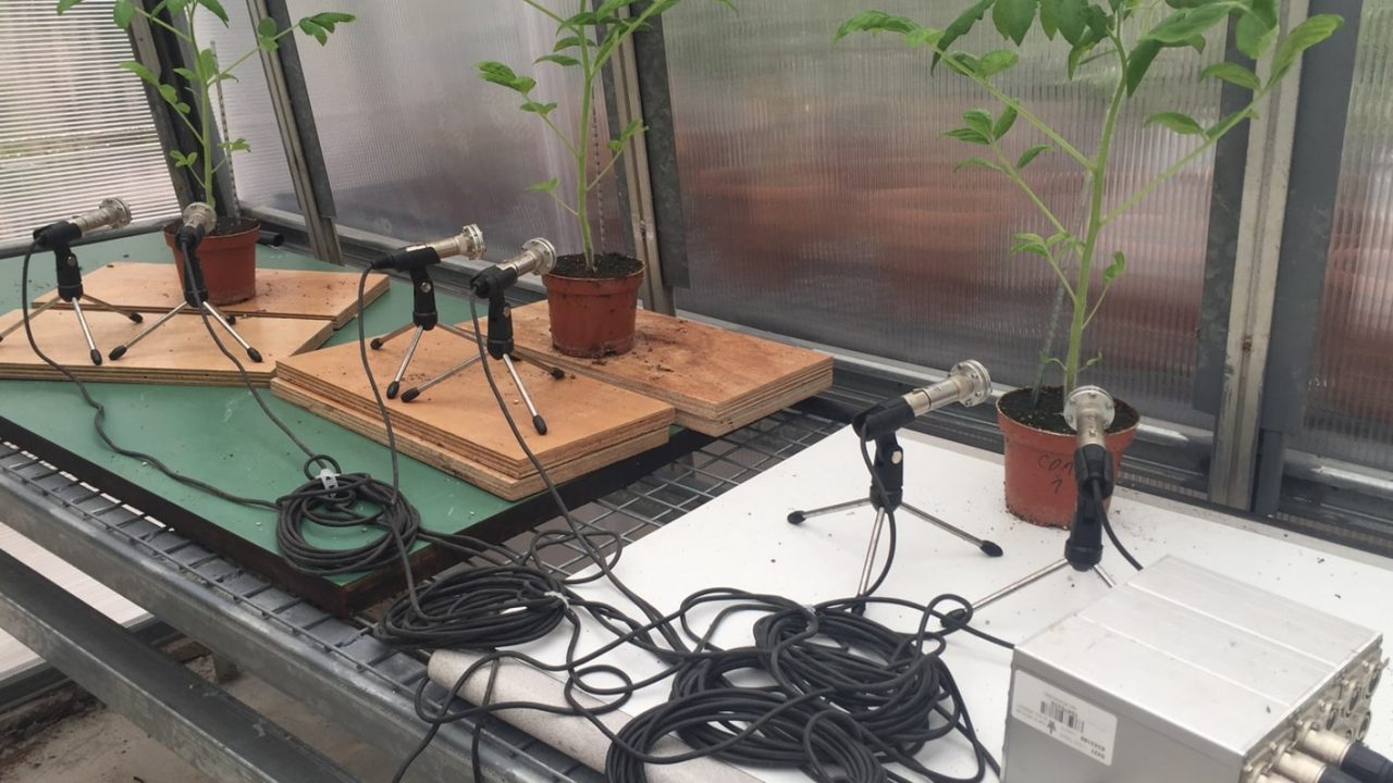 Mikrofoner lytter til planter