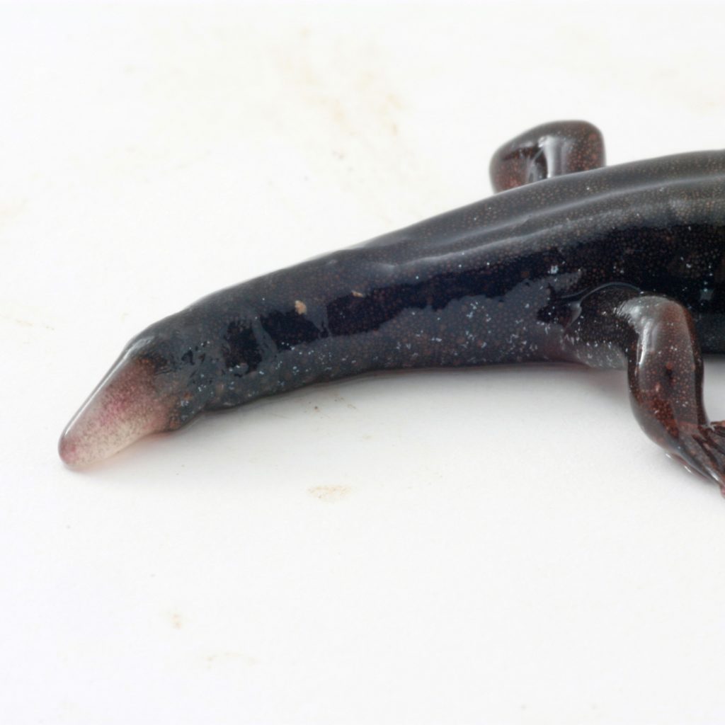Salamanders hale regenererer.