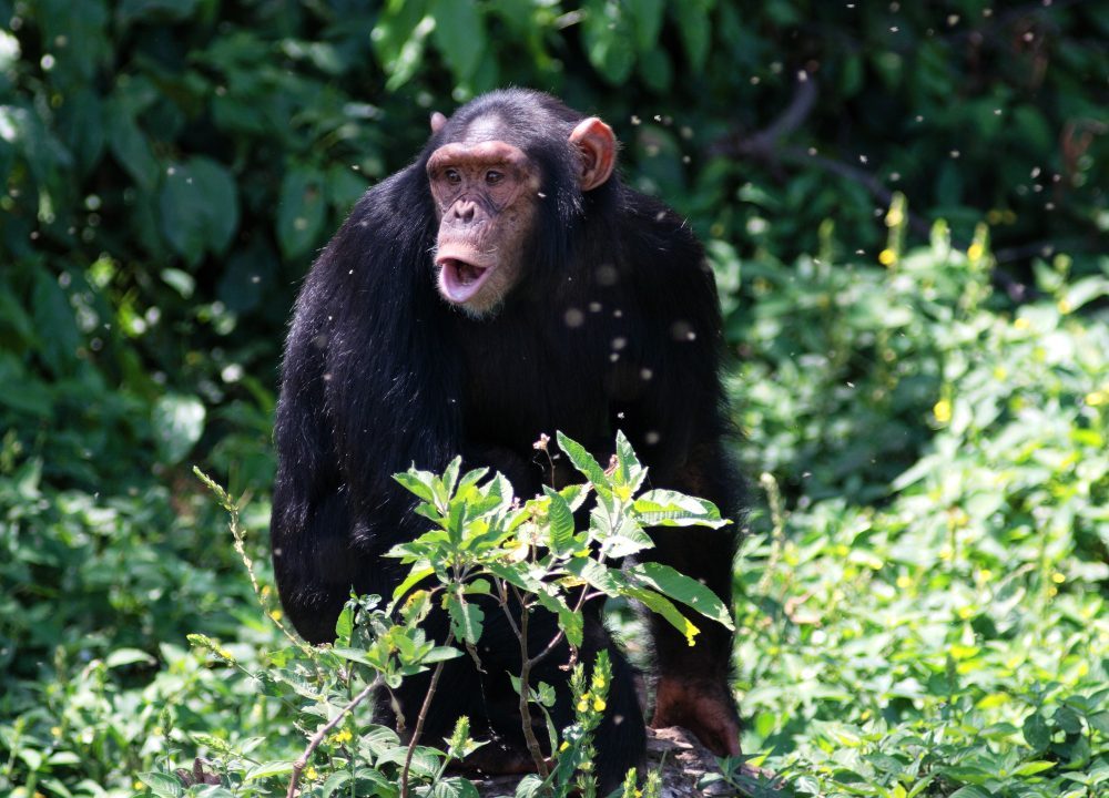 Chimpanse med åben mund