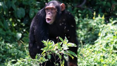 Chimpanse med åben mund