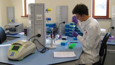 Forsker der sidder og tester DNA-sekvenser i laboratoriet.