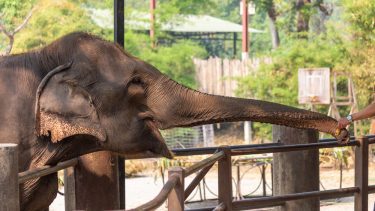 Elefant rækker ud efter banan