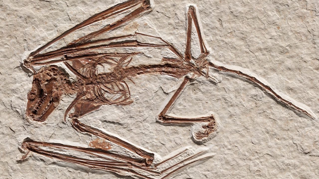 Meget detaljeret fossil af 52 millioner år gammel hidtil ukendt flagermus