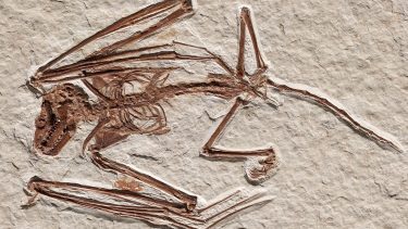 Meget detaljeret fossil af 52 millioner år gammel hidtil ukendt flagermus