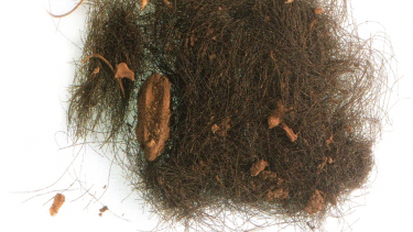 menneskehår fra Bronzealderen
