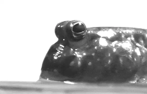 Mudskipper ruller rundt i mudderet
