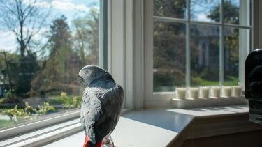 Grå papegøje siddende i en vindueskarm, der kigger eftertænksomt ud af vinduet