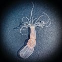 søanemone set oppefra med tentaklerne spredte