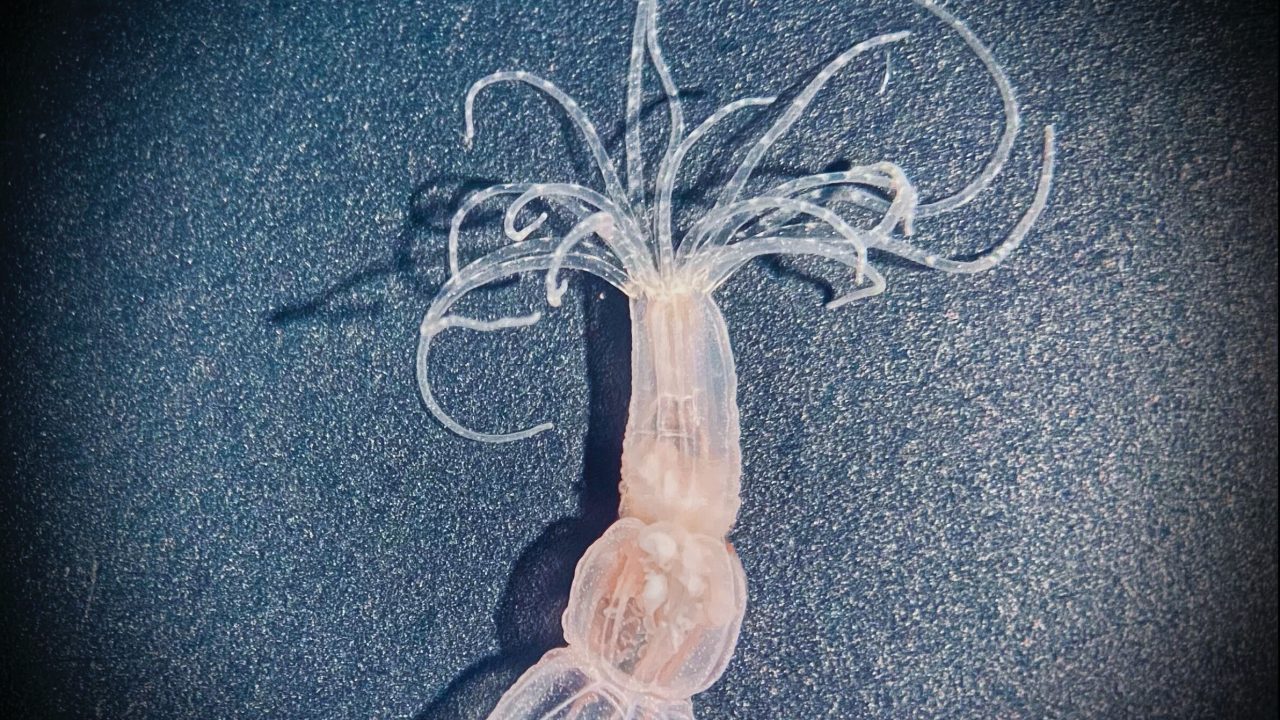 søanemone set oppefra med tentaklerne spredte