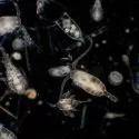 Nærbillede af plankton