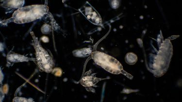 Nærbillede af plankton