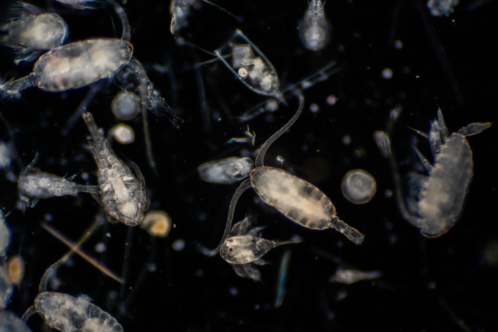 Nærbillede af plankton