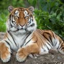 En tiger ligger på en sten med poterne forrest