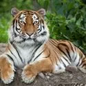 En tiger ligger på en sten med poterne forrest