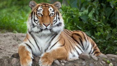 En tiger ligger på en sten med poterne forrest