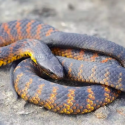 tigerslange ligger på sandoverflade