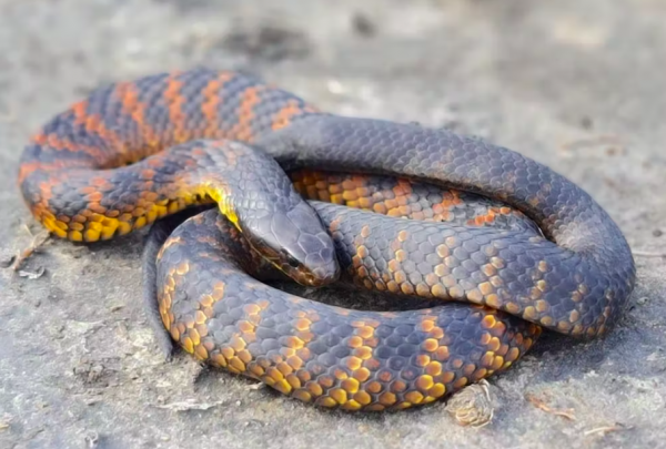 tigerslange ligger på sandoverflade