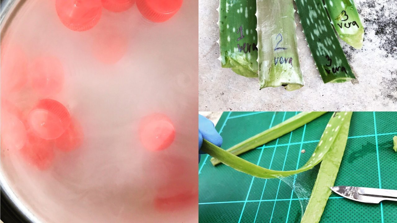 Aloe Vera skåret op og i petriglas